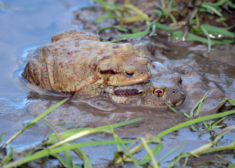 Rospo comune - Bufo bufo